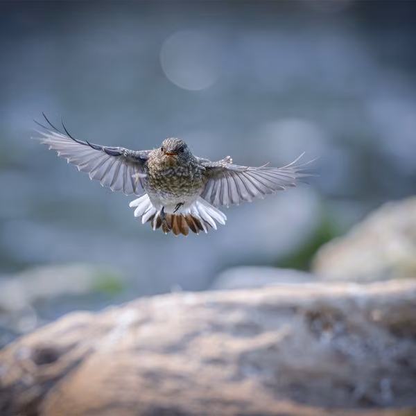 A flying bird