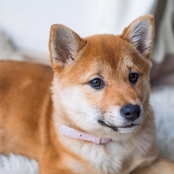 A shiba puppy