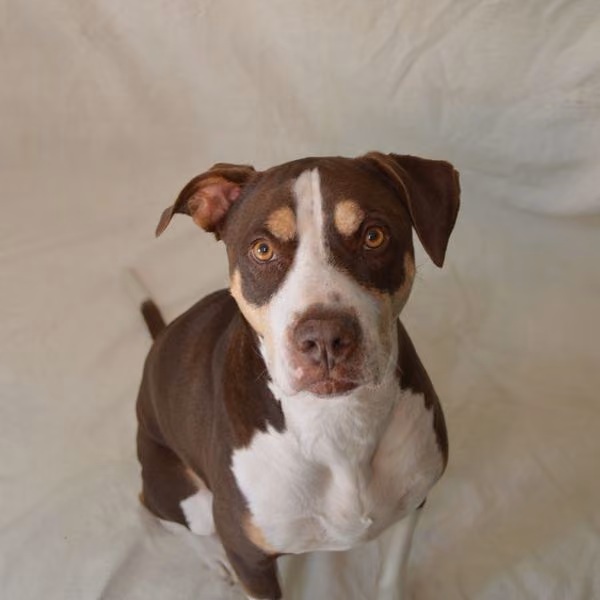 A brown and white dog against a plain background